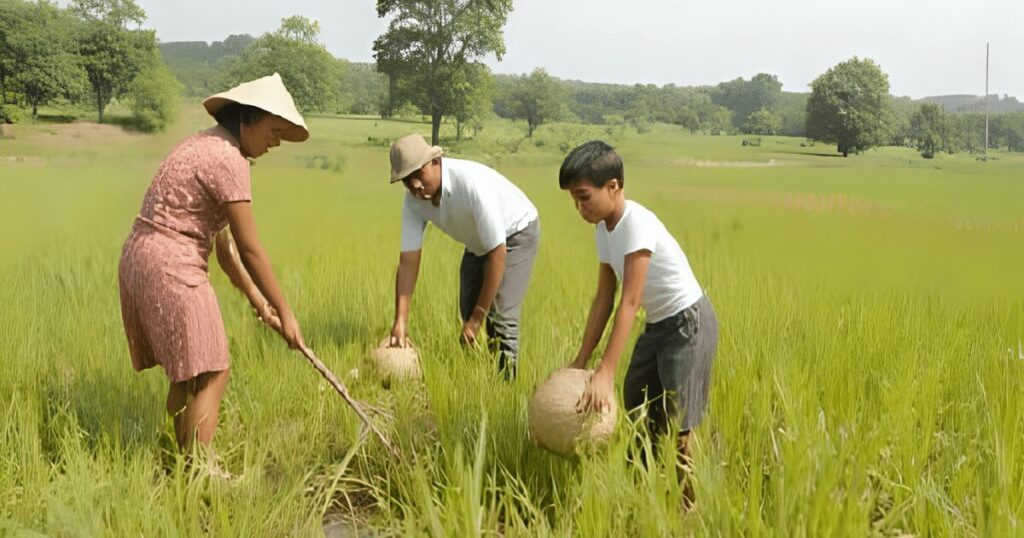 ベトナムの農村の様子
